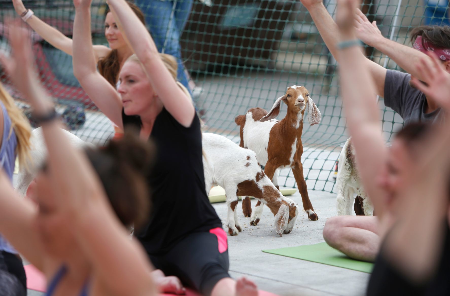 Goat Yoga comes to Billings